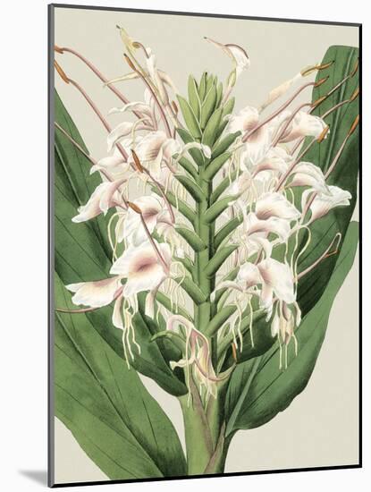 Small Orchid Blooms IV-Vision Studio-Mounted Art Print