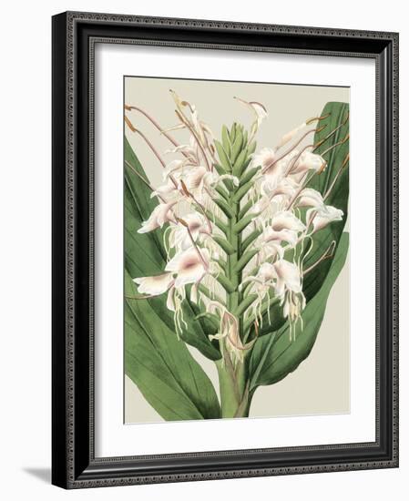 Small Orchid Blooms IV-Vision Studio-Framed Art Print