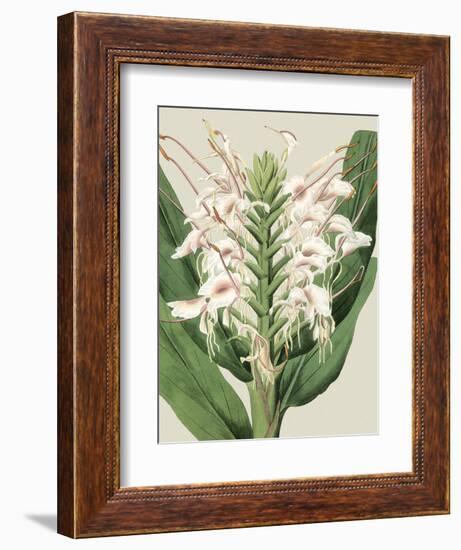 Small Orchid Blooms IV-Vision Studio-Framed Art Print