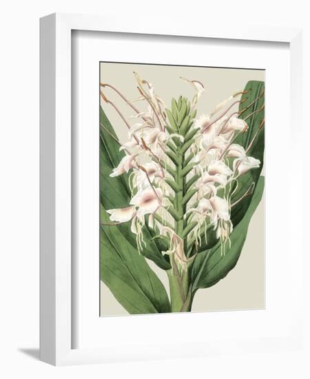 Small Orchid Blooms IV-Vision Studio-Framed Art Print