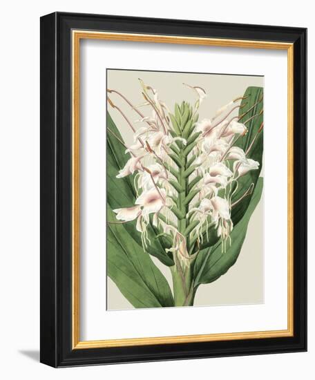 Small Orchid Blooms IV-Vision Studio-Framed Art Print