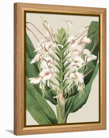 Small Orchid Blooms IV-Vision Studio-Framed Stretched Canvas