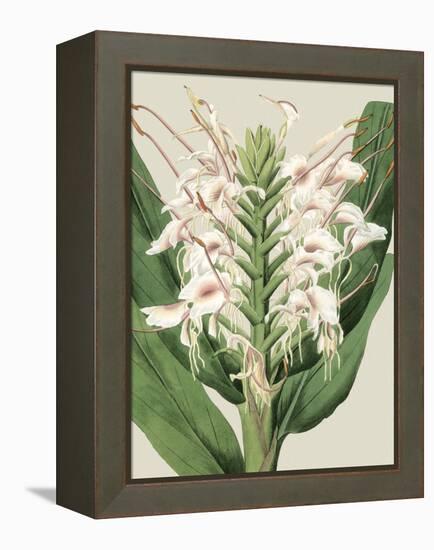 Small Orchid Blooms IV-Vision Studio-Framed Stretched Canvas