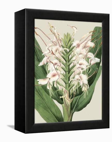 Small Orchid Blooms IV-Vision Studio-Framed Stretched Canvas