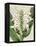 Small Orchid Blooms IV-Vision Studio-Framed Stretched Canvas