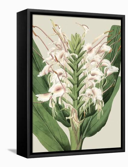 Small Orchid Blooms IV-Vision Studio-Framed Stretched Canvas