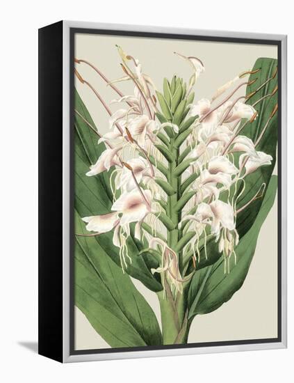 Small Orchid Blooms IV-Vision Studio-Framed Stretched Canvas