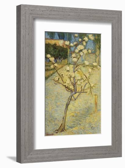 Small Pear Tree in Blossom, 1888-Vincent van Gogh-Framed Art Print