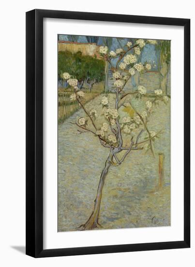 Small pear tree in blossom, 1888-Vincent van Gogh-Framed Giclee Print