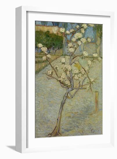 Small pear tree in blossom, 1888-Vincent van Gogh-Framed Giclee Print