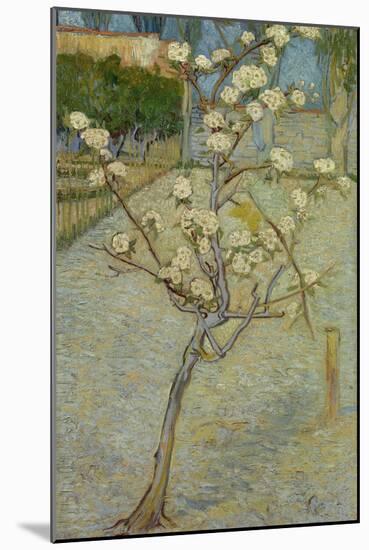 Small pear tree in blossom, 1888-Vincent van Gogh-Mounted Giclee Print