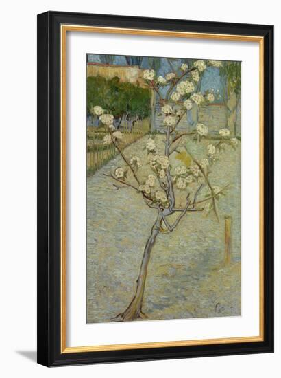 Small pear tree in blossom, 1888-Vincent van Gogh-Framed Giclee Print