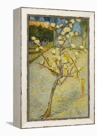 Small Pear Tree in Blossom, 1888-Vincent van Gogh-Framed Premier Image Canvas