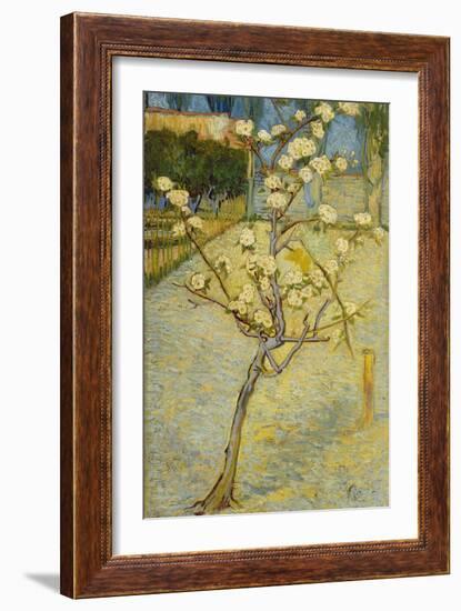 Small Pear Tree in Blossom, 1888-Vincent van Gogh-Framed Giclee Print