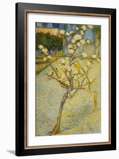 Small Pear Tree in Blossom, 1888-Vincent van Gogh-Framed Giclee Print