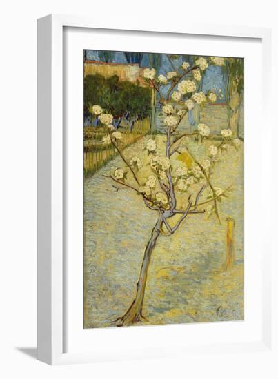 Small Pear Tree in Blossom, 1888-Vincent van Gogh-Framed Giclee Print