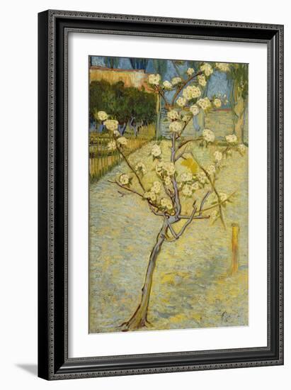 Small Pear Tree in Blossom, 1888-Vincent van Gogh-Framed Giclee Print