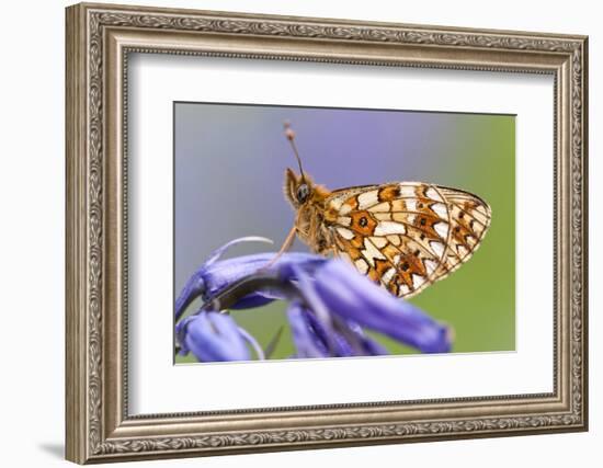 Small pearl-bordered fritillary, Boscastle, North Cornwall, UK-Ross Hoddinott-Framed Photographic Print