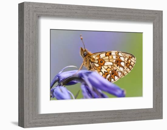 Small pearl-bordered fritillary, Boscastle, North Cornwall, UK-Ross Hoddinott-Framed Photographic Print