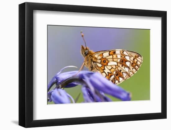 Small pearl-bordered fritillary, Boscastle, North Cornwall, UK-Ross Hoddinott-Framed Photographic Print