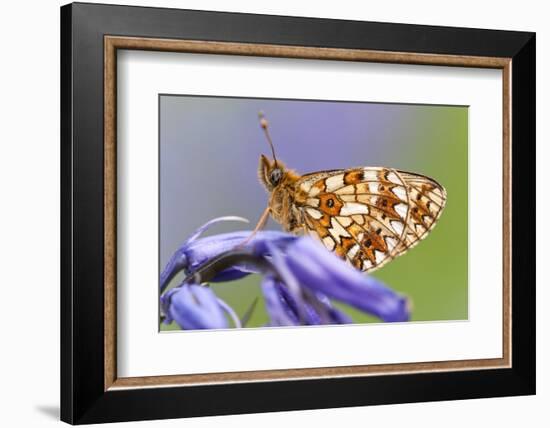 Small pearl-bordered fritillary, Boscastle, North Cornwall, UK-Ross Hoddinott-Framed Photographic Print