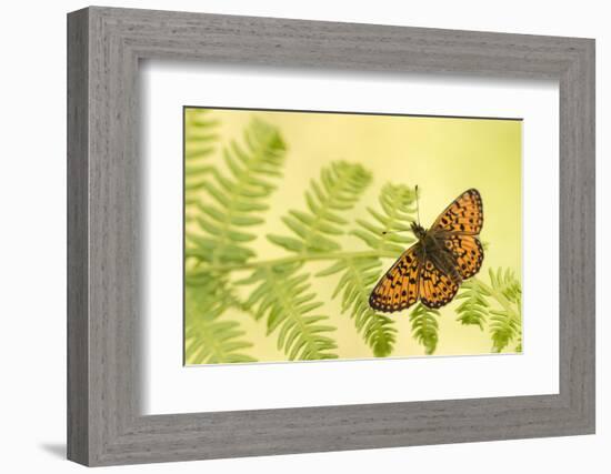 Small pearl-bordered fritillary butterfly, North Devon, UK-Ross Hoddinott-Framed Photographic Print