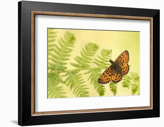 Small pearl-bordered fritillary butterfly, North Devon, UK-Ross Hoddinott-Framed Photographic Print