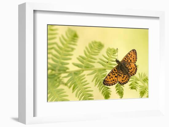 Small pearl-bordered fritillary butterfly, North Devon, UK-Ross Hoddinott-Framed Photographic Print