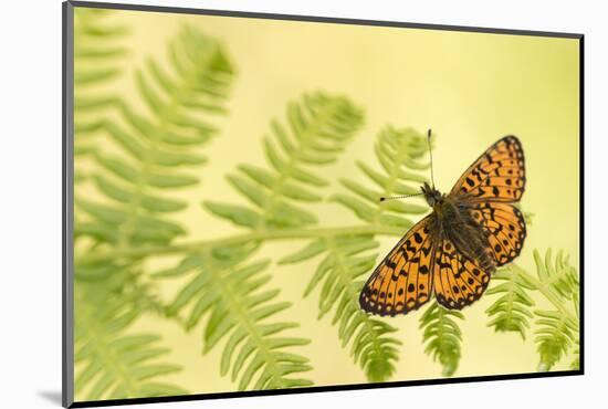 Small pearl-bordered fritillary butterfly, North Devon, UK-Ross Hoddinott-Mounted Photographic Print