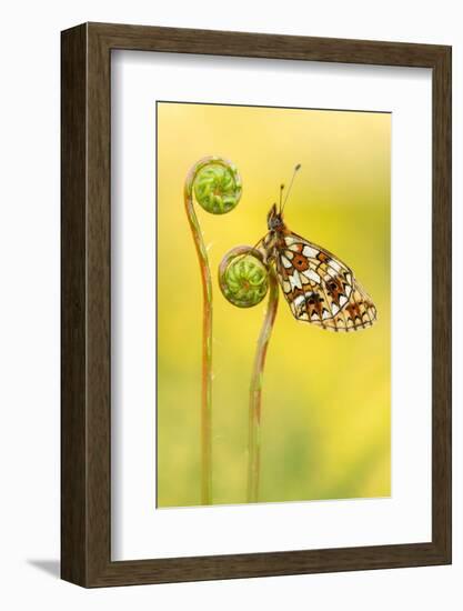 Small pearl-bordered fritillary butterfly on Hard fern, UK-Ross Hoddinott-Framed Photographic Print
