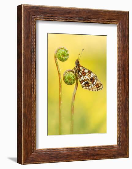 Small pearl-bordered fritillary butterfly on Hard fern, UK-Ross Hoddinott-Framed Photographic Print