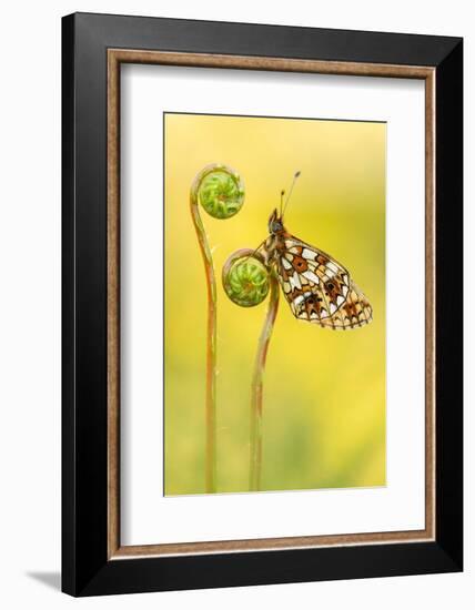 Small pearl-bordered fritillary butterfly on Hard fern, UK-Ross Hoddinott-Framed Photographic Print