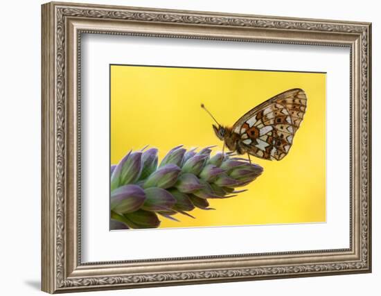 Small pearl-bordered fritillary butterfly on tip of Foxglove-Ross Hoddinott-Framed Photographic Print