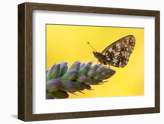 Small pearl-bordered fritillary butterfly on tip of Foxglove-Ross Hoddinott-Framed Photographic Print