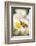 Small pearl-bordered fritillary on oxeye daisy, Devon, UK-Ross Hoddinott-Framed Photographic Print