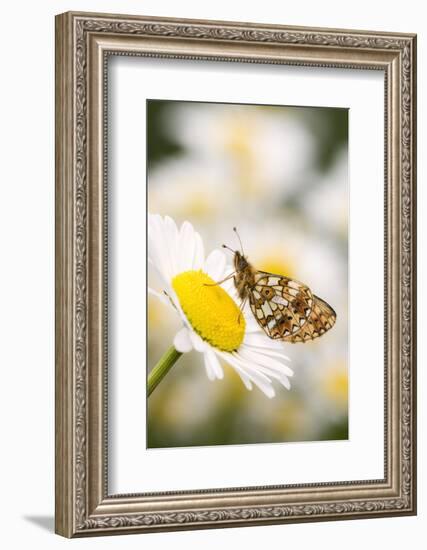 Small pearl-bordered fritillary on oxeye daisy, Devon, UK-Ross Hoddinott-Framed Photographic Print