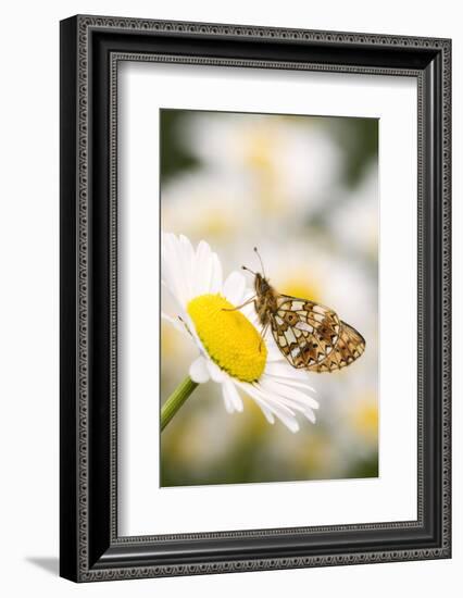 Small pearl-bordered fritillary on oxeye daisy, Devon, UK-Ross Hoddinott-Framed Photographic Print