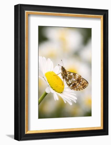 Small pearl-bordered fritillary on oxeye daisy, Devon, UK-Ross Hoddinott-Framed Photographic Print