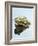 Small Pool Frog, Water, Mirroring, Frontal-Harald Kroiss-Framed Photographic Print