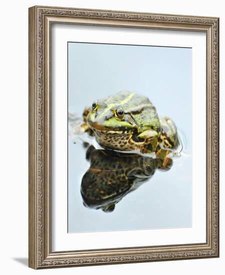 Small Pool Frog, Water, Mirroring, Frontal-Harald Kroiss-Framed Photographic Print