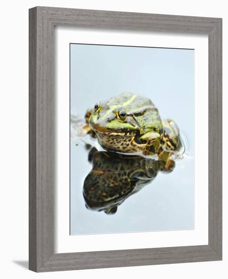 Small Pool Frog, Water, Mirroring, Frontal-Harald Kroiss-Framed Photographic Print