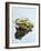 Small Pool Frog, Water, Mirroring, Frontal-Harald Kroiss-Framed Photographic Print