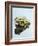 Small Pool Frog, Water, Mirroring, Frontal-Harald Kroiss-Framed Photographic Print