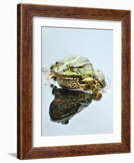 Small Pool Frog, Water, Mirroring, Frontal-Harald Kroiss-Framed Photographic Print