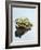 Small Pool Frog, Water, Mirroring, Frontal-Harald Kroiss-Framed Photographic Print