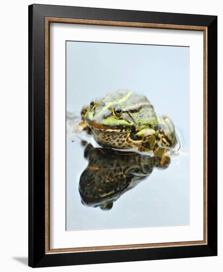 Small Pool Frog, Water, Mirroring, Frontal-Harald Kroiss-Framed Photographic Print