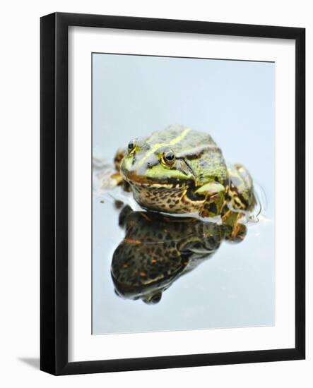 Small Pool Frog, Water, Mirroring, Frontal-Harald Kroiss-Framed Photographic Print