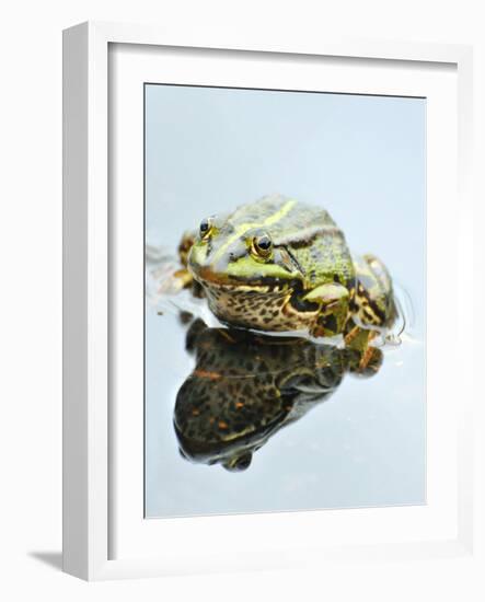 Small Pool Frog, Water, Mirroring, Frontal-Harald Kroiss-Framed Photographic Print