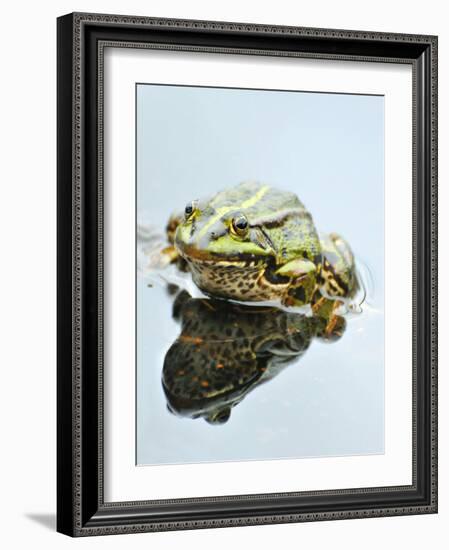 Small Pool Frog, Water, Mirroring, Frontal-Harald Kroiss-Framed Photographic Print