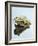 Small Pool Frog, Water, Mirroring, Frontal-Harald Kroiss-Framed Photographic Print